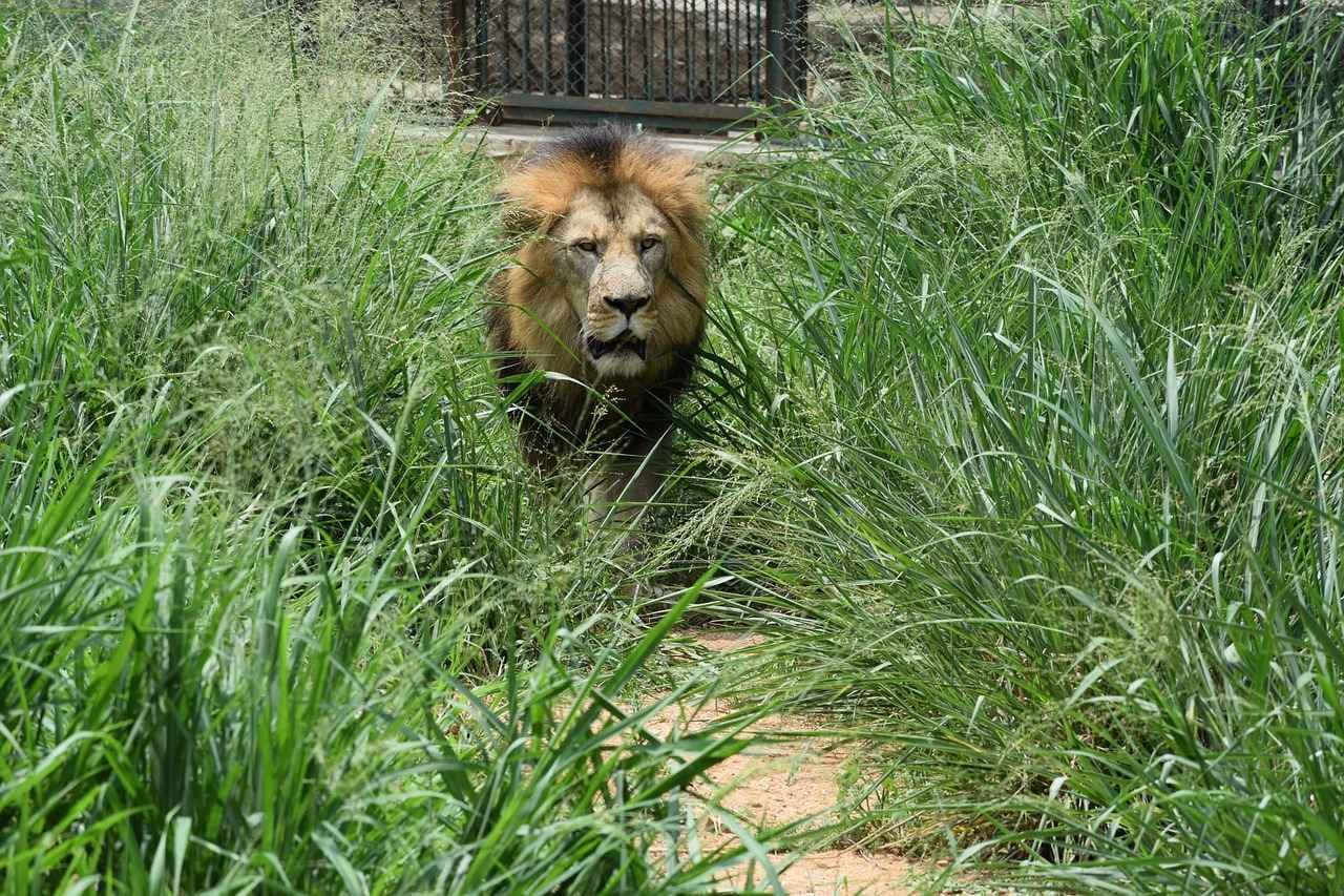 Bannerughatta Biological Park